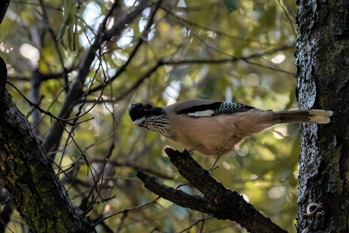 Black-headed Jay - ML375453631