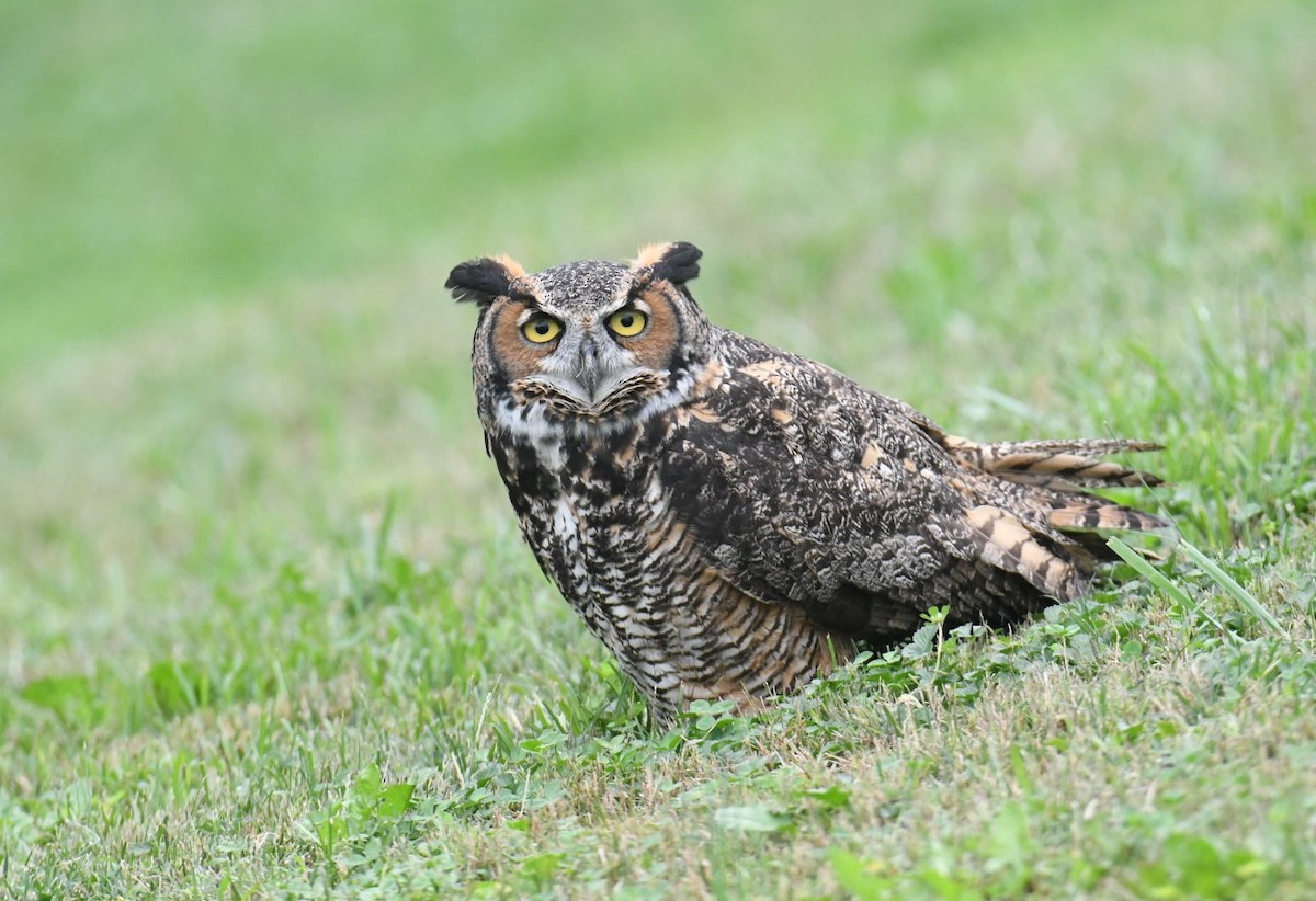 Great Horned Owl - ML375455601