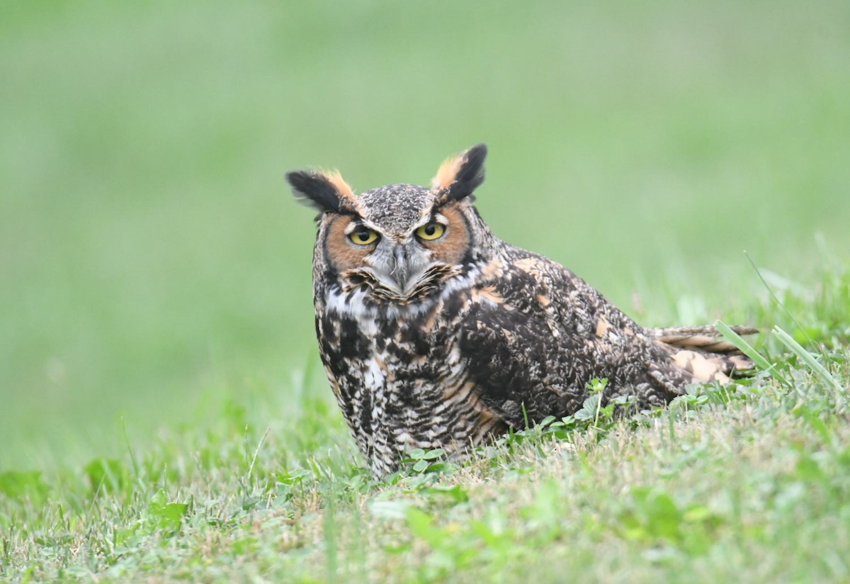 Great Horned Owl - ML375455611