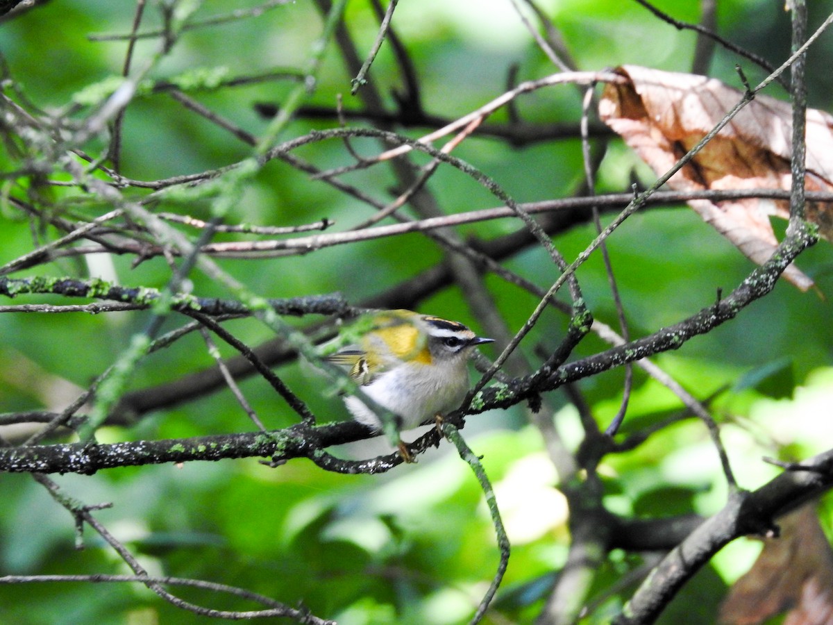 Common Firecrest - ML375456041