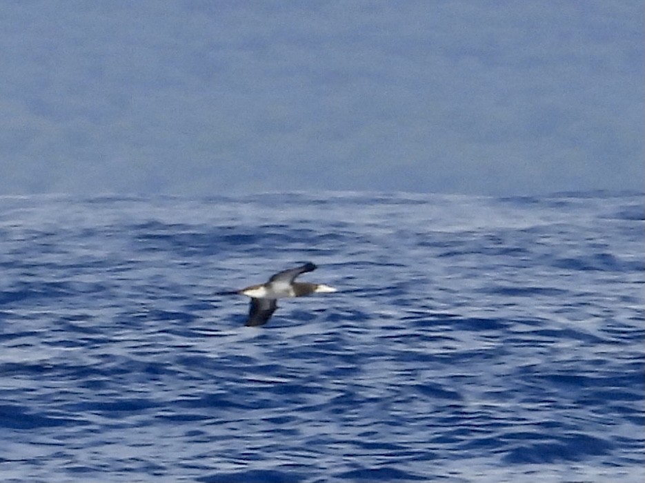 Brown Booby - ML375457451