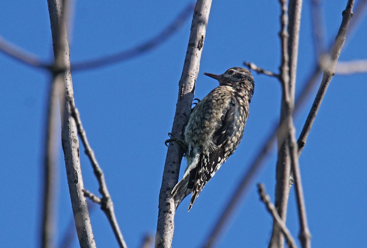 Yellow-bellied Sapsucker - Doris Guimond et Claude Gagnon