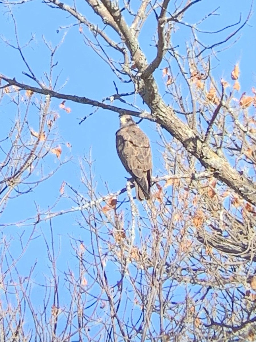 Swainson's Hawk - ML375460531