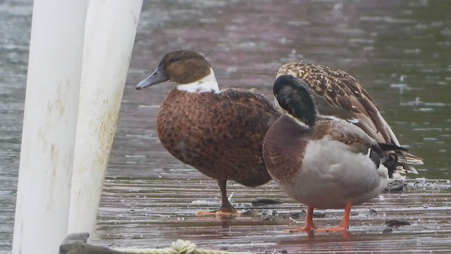 Muscovy Duck x Mallard (hybrid) - ML375461241