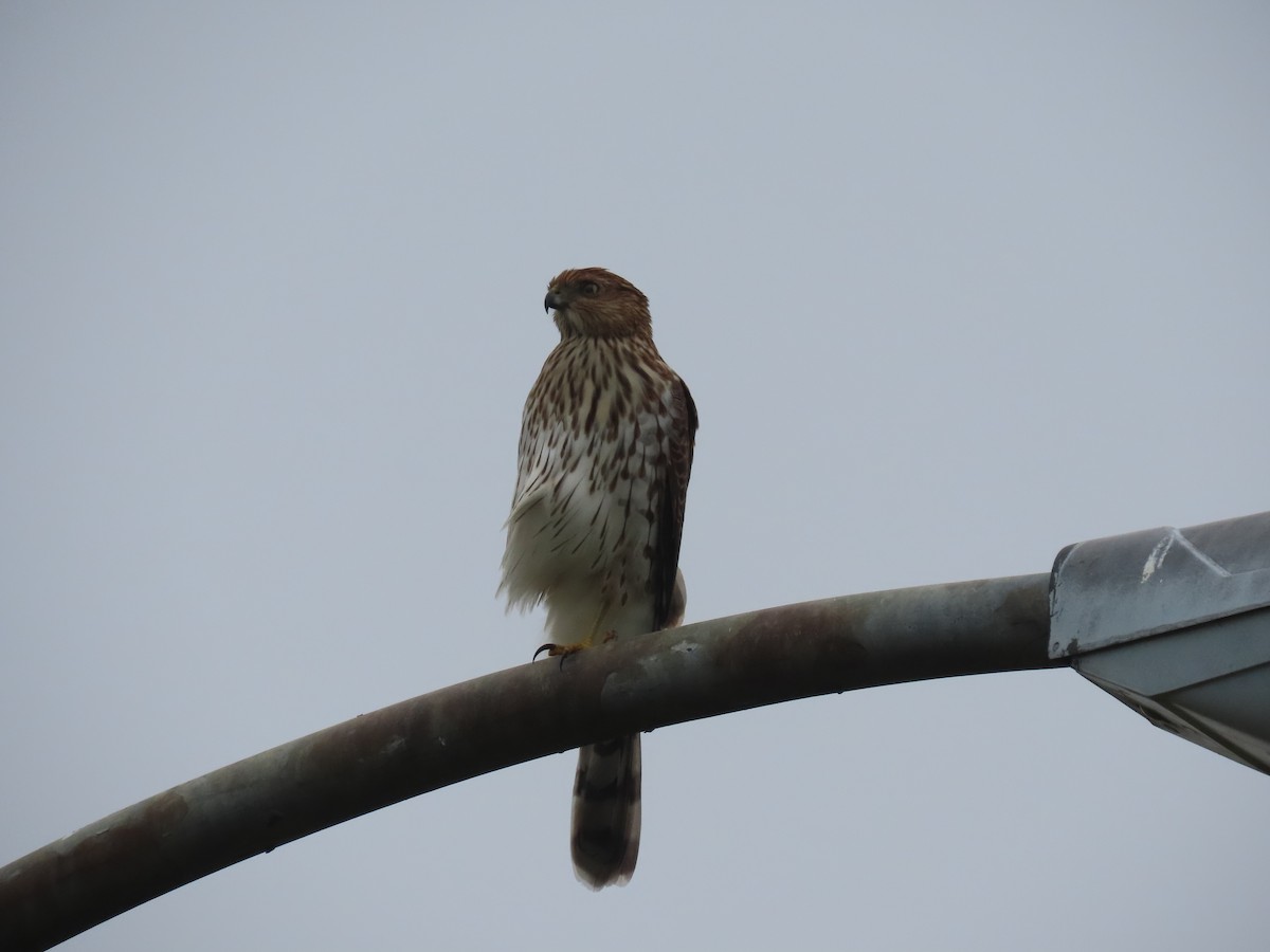 Cooper's Hawk - ML375461861