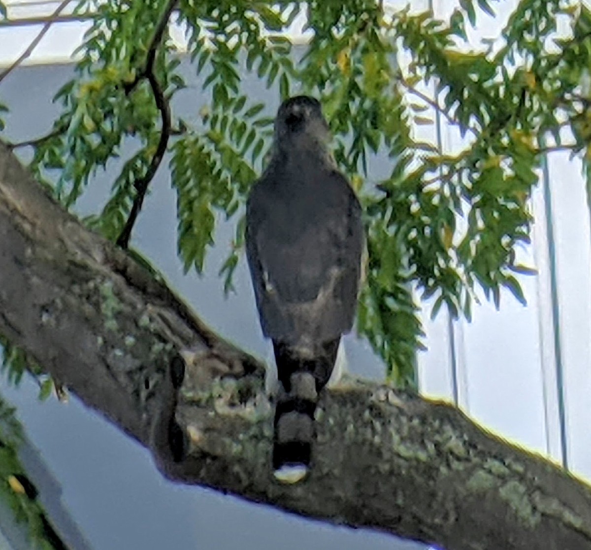 Cooper's Hawk - ML375464001