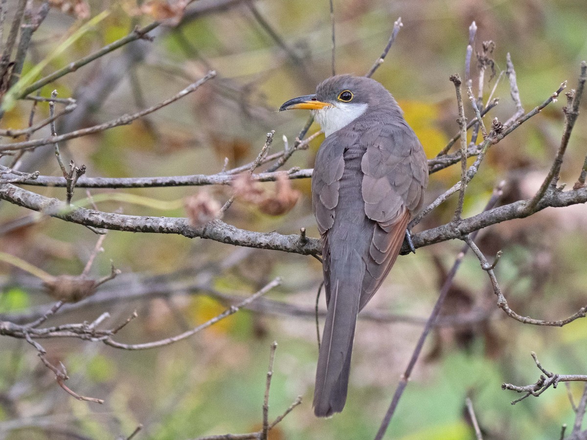 Yellow-billed Cuckoo - ML375464041