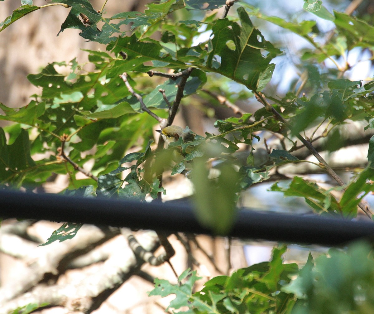 eBird Checklist - 16 Oct 2016 - Cape Ann - 76 species (+2 other taxa)