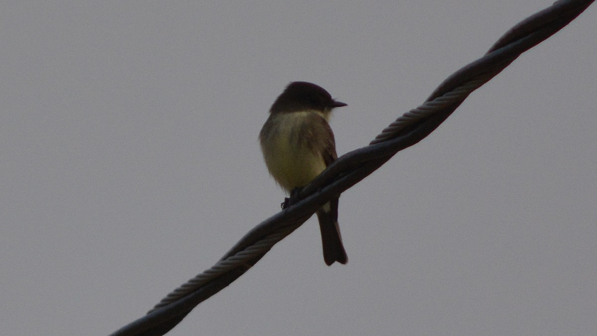 Eastern Phoebe - ML37546541