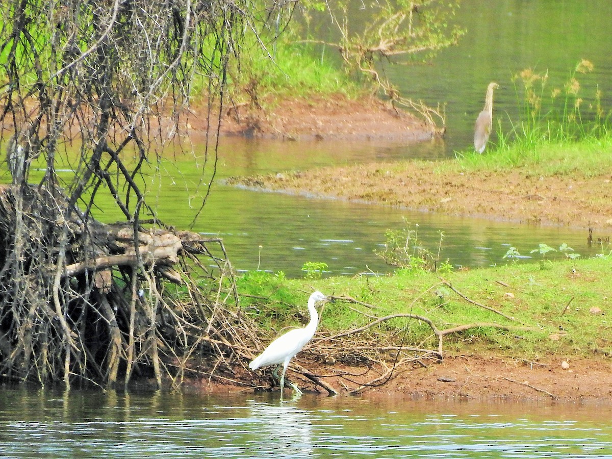 Little Egret - ML375465721