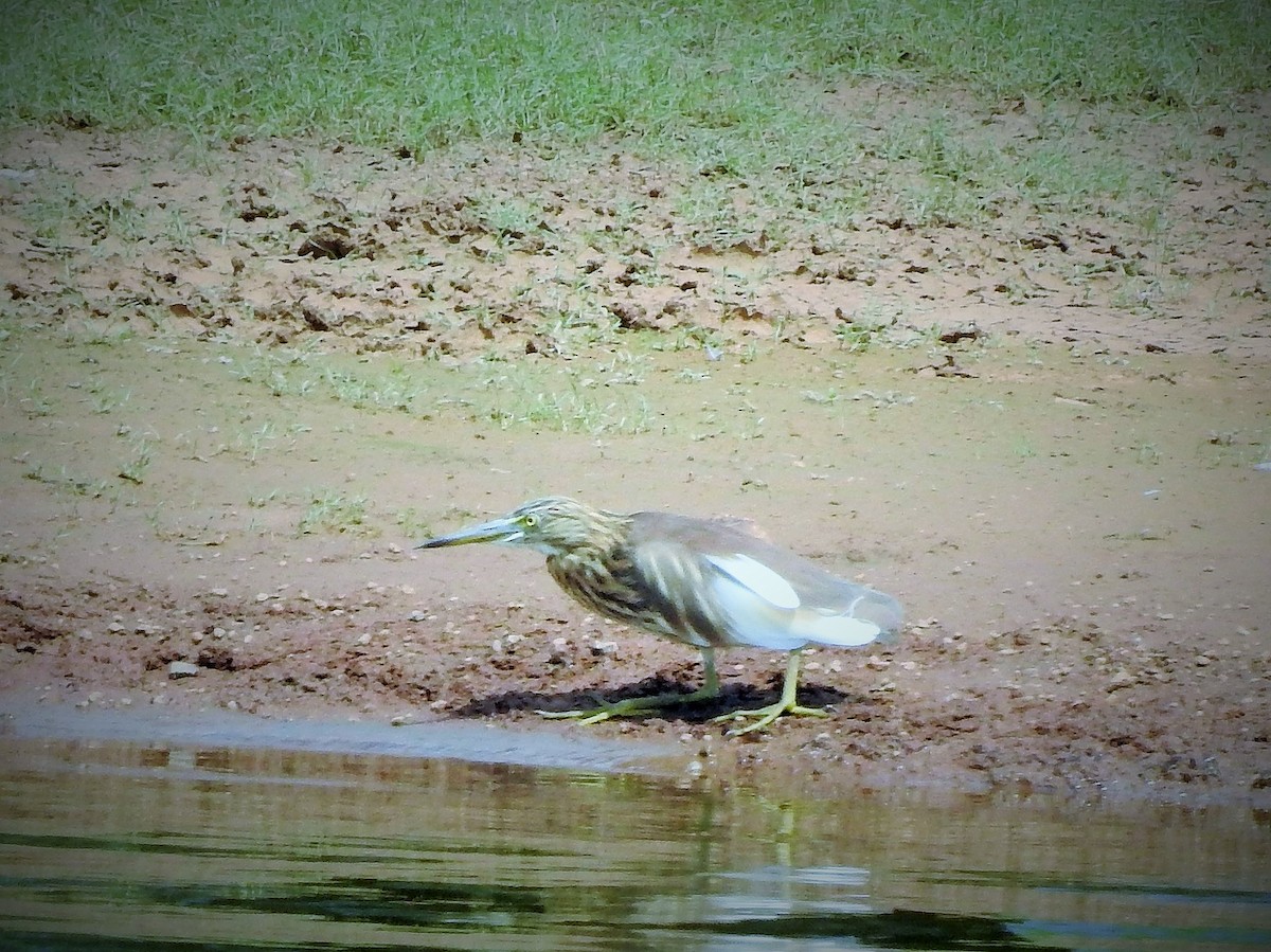 Indian Pond-Heron - ML375465821