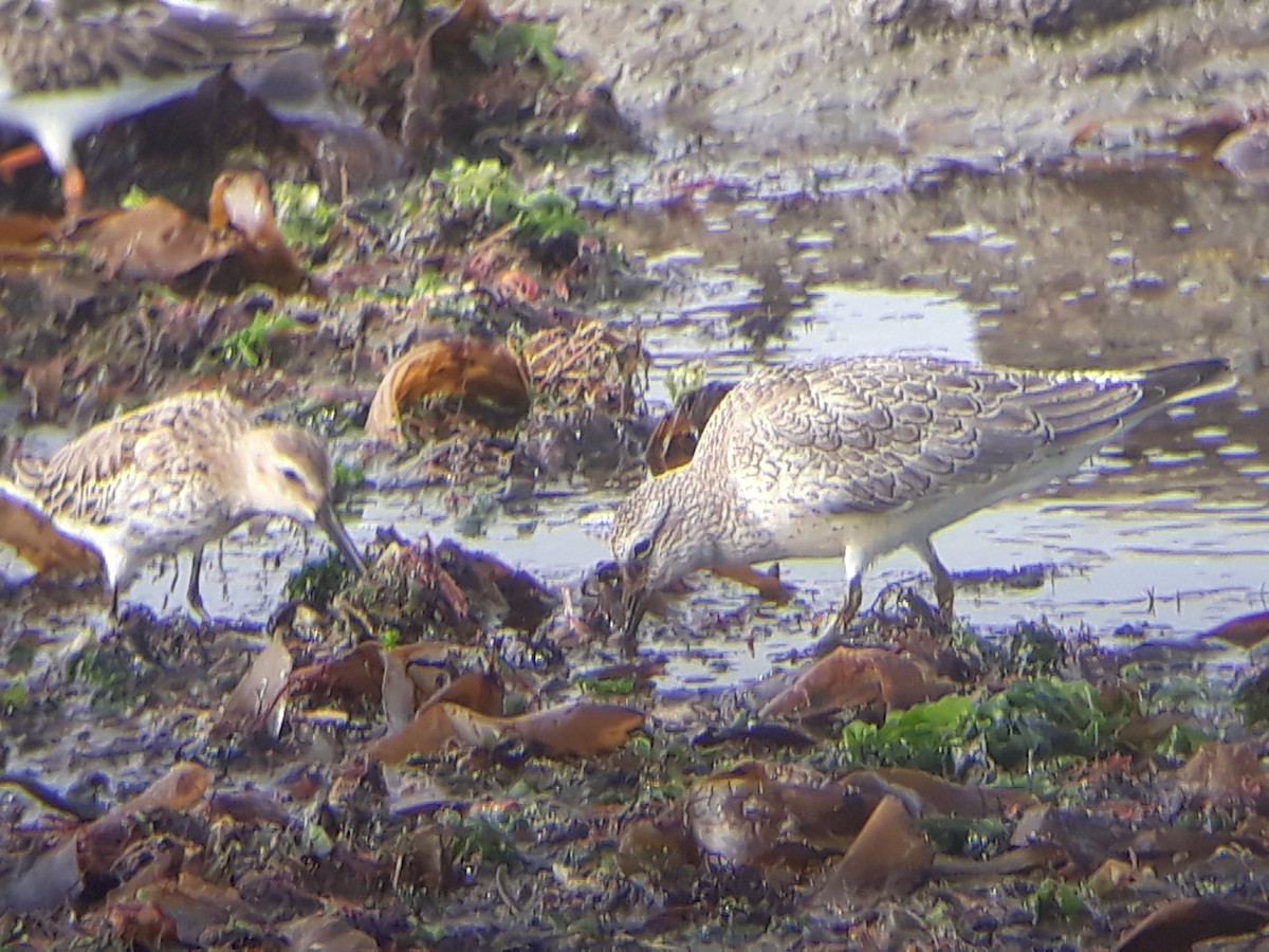 Red Knot - ML375466381