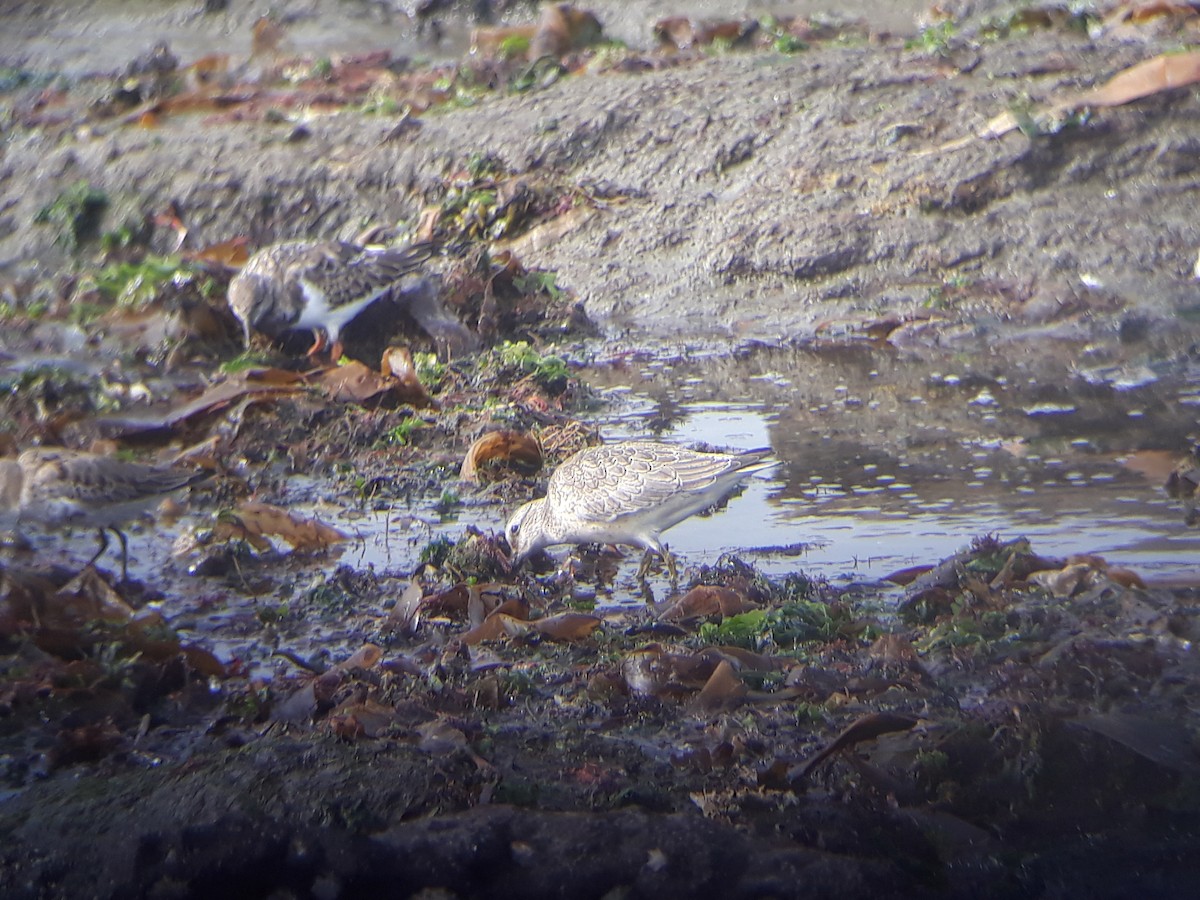 Red Knot - ML375466391