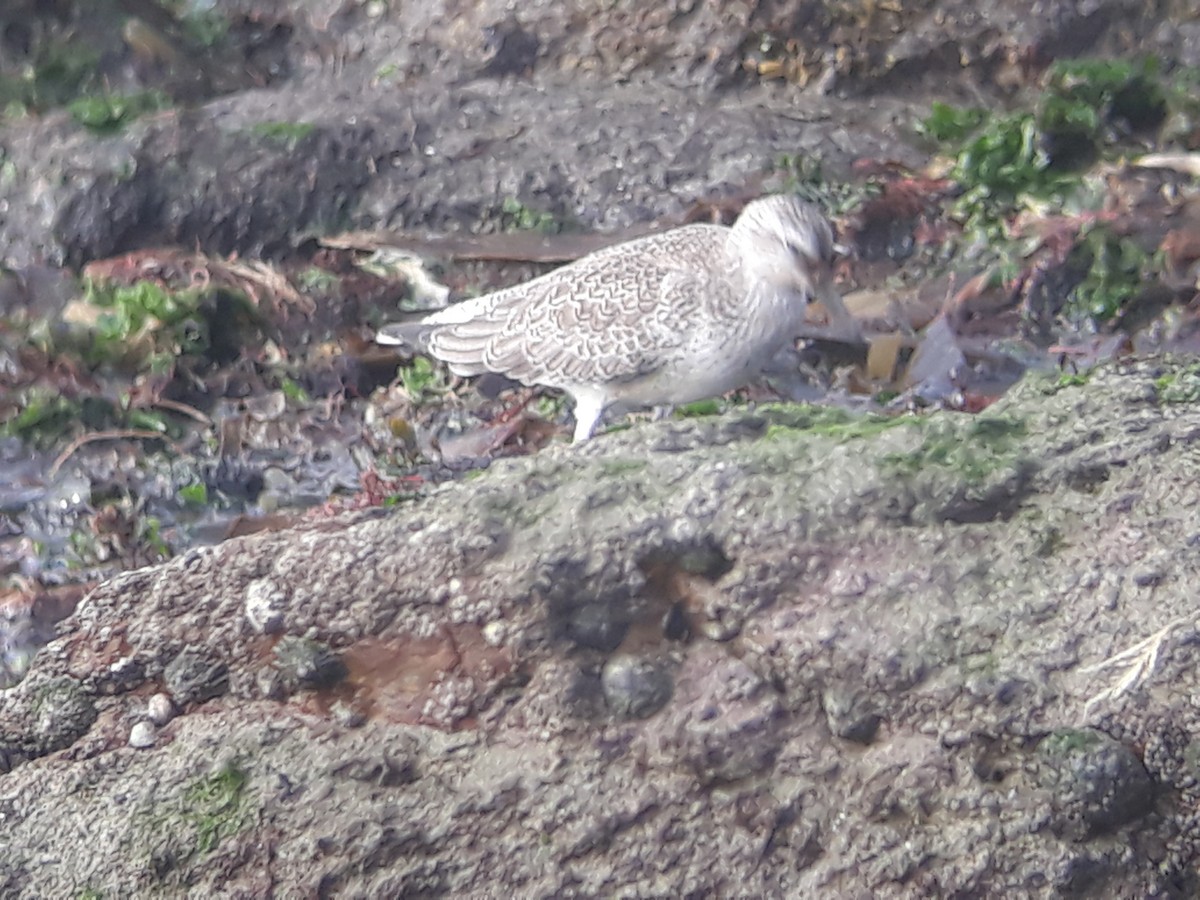 Red Knot - ML375466411