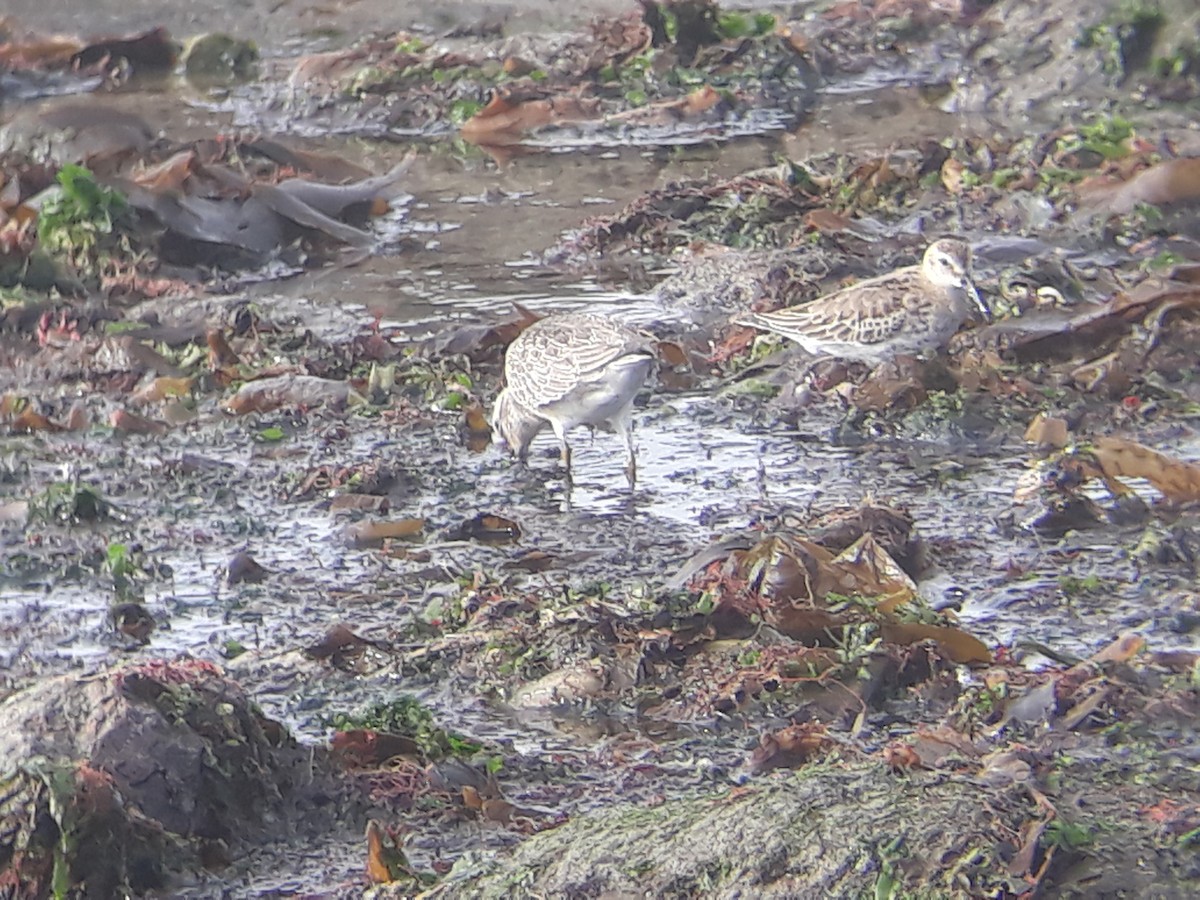 Red Knot - ML375466421