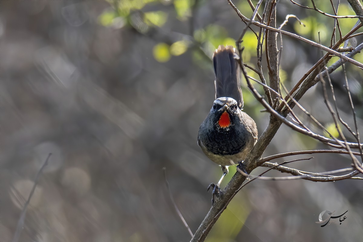Himalayan Rubythroat - ML375466481
