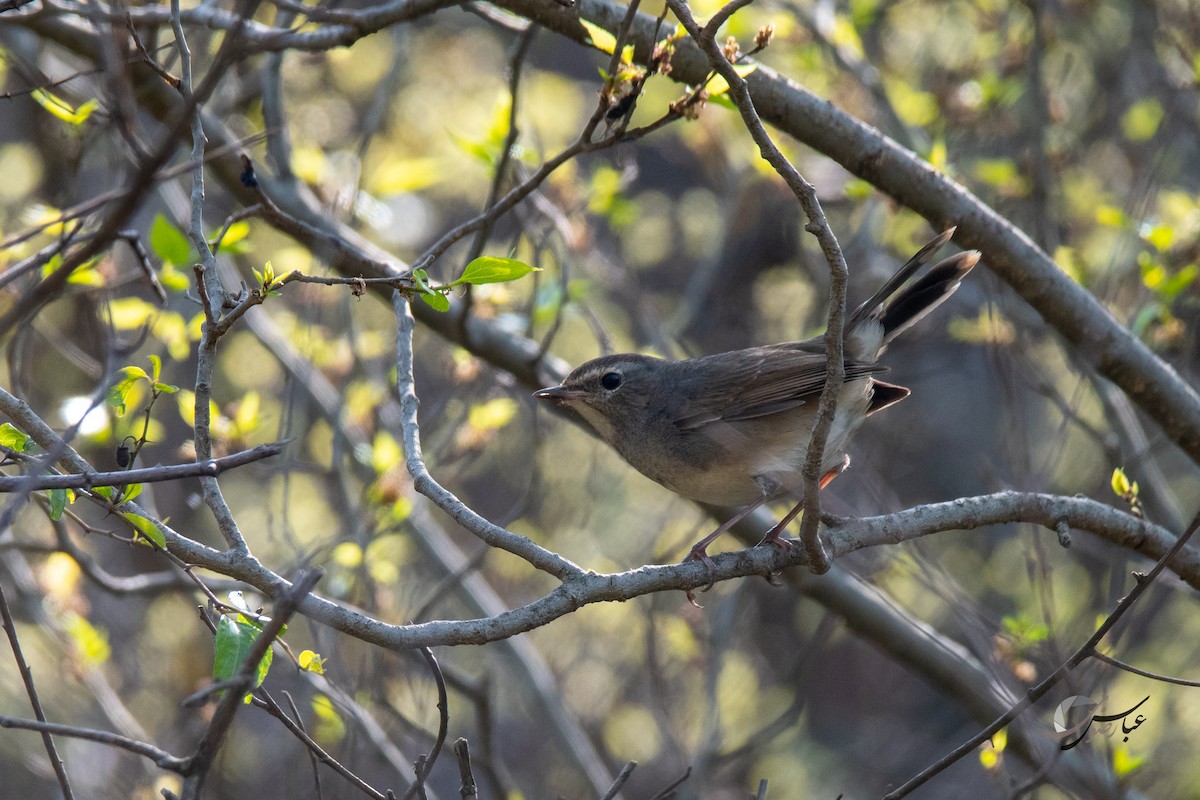 Himalayan Rubythroat - ML375466501