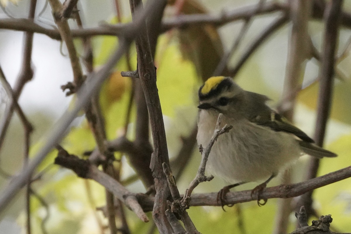 Golden-crowned Kinglet - ML375466851