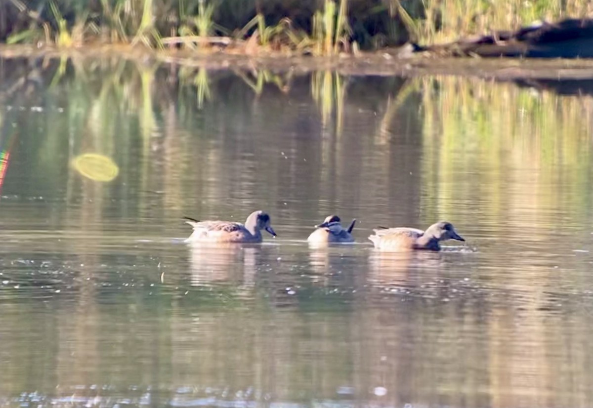 Ruddy Duck - ML375468421