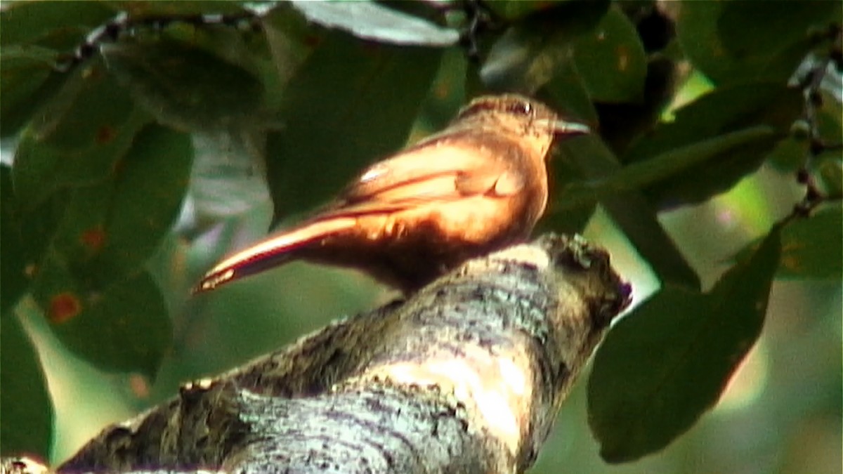 Rufous Flycatcher-Thrush - ML375468851