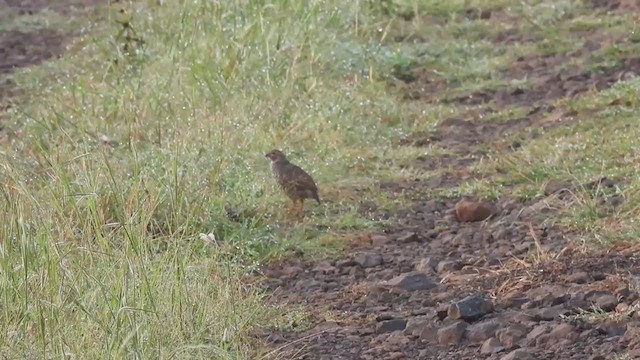 Rock Bush-Quail - ML375469401