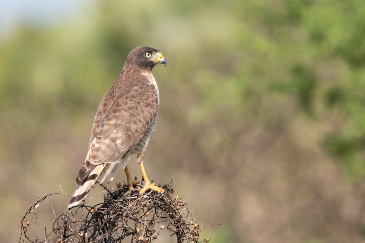 Roadside Hawk - ML375469531