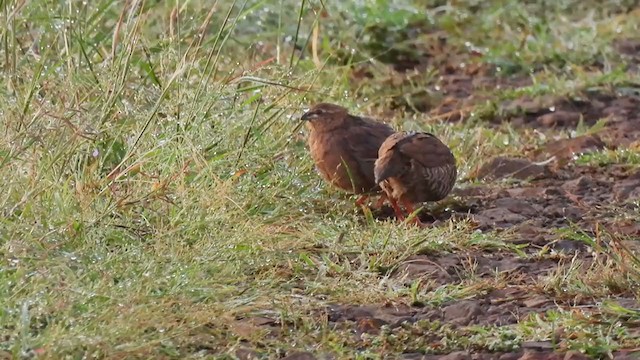 Rock Bush-Quail - ML375470351