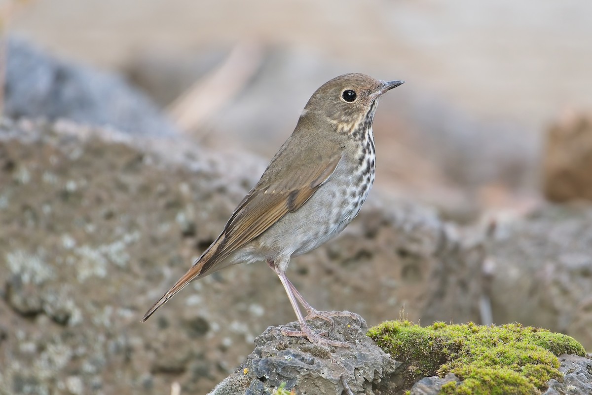 Hermit Thrush - ML375470401