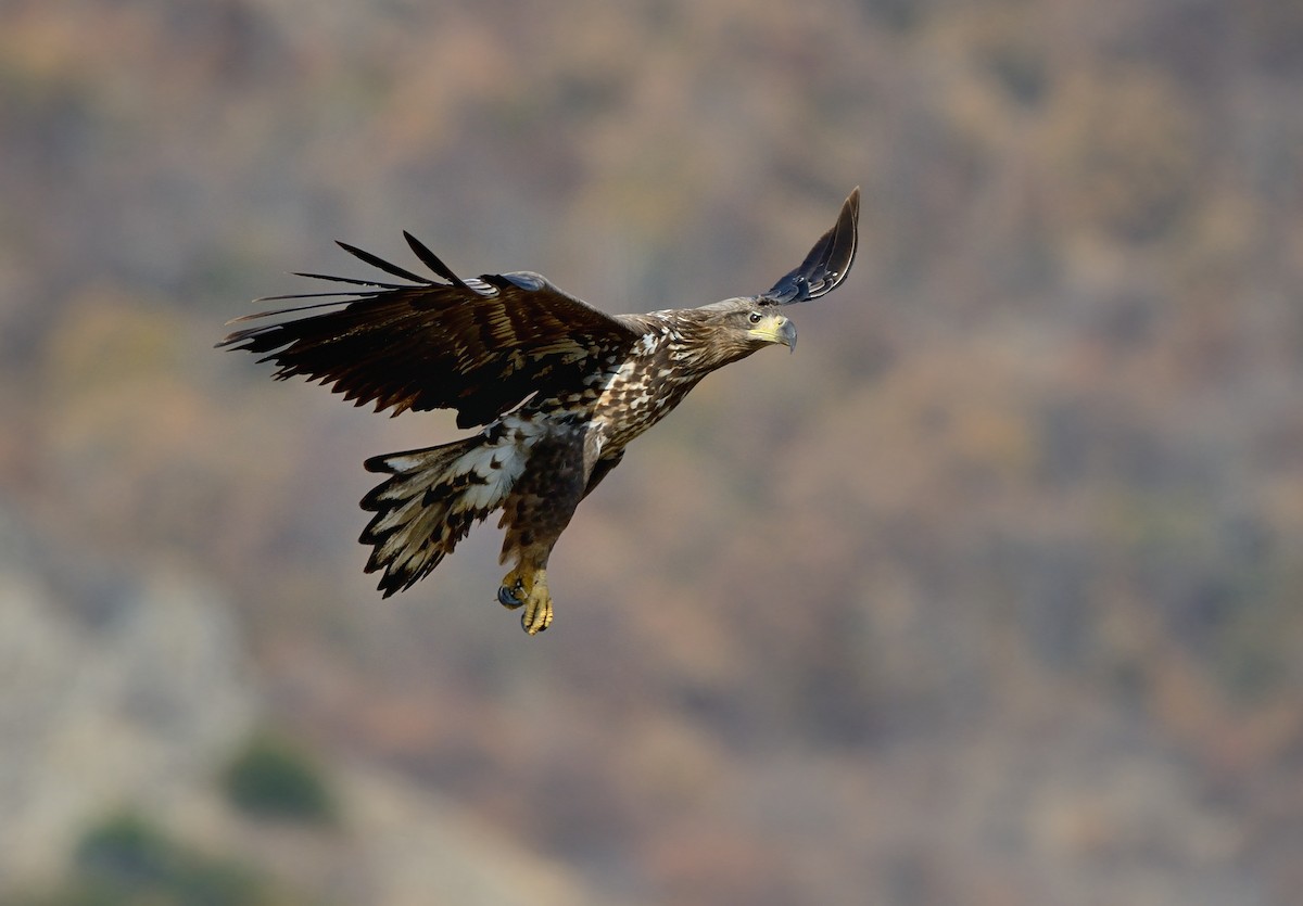 White-tailed Eagle - Pavel Štěpánek