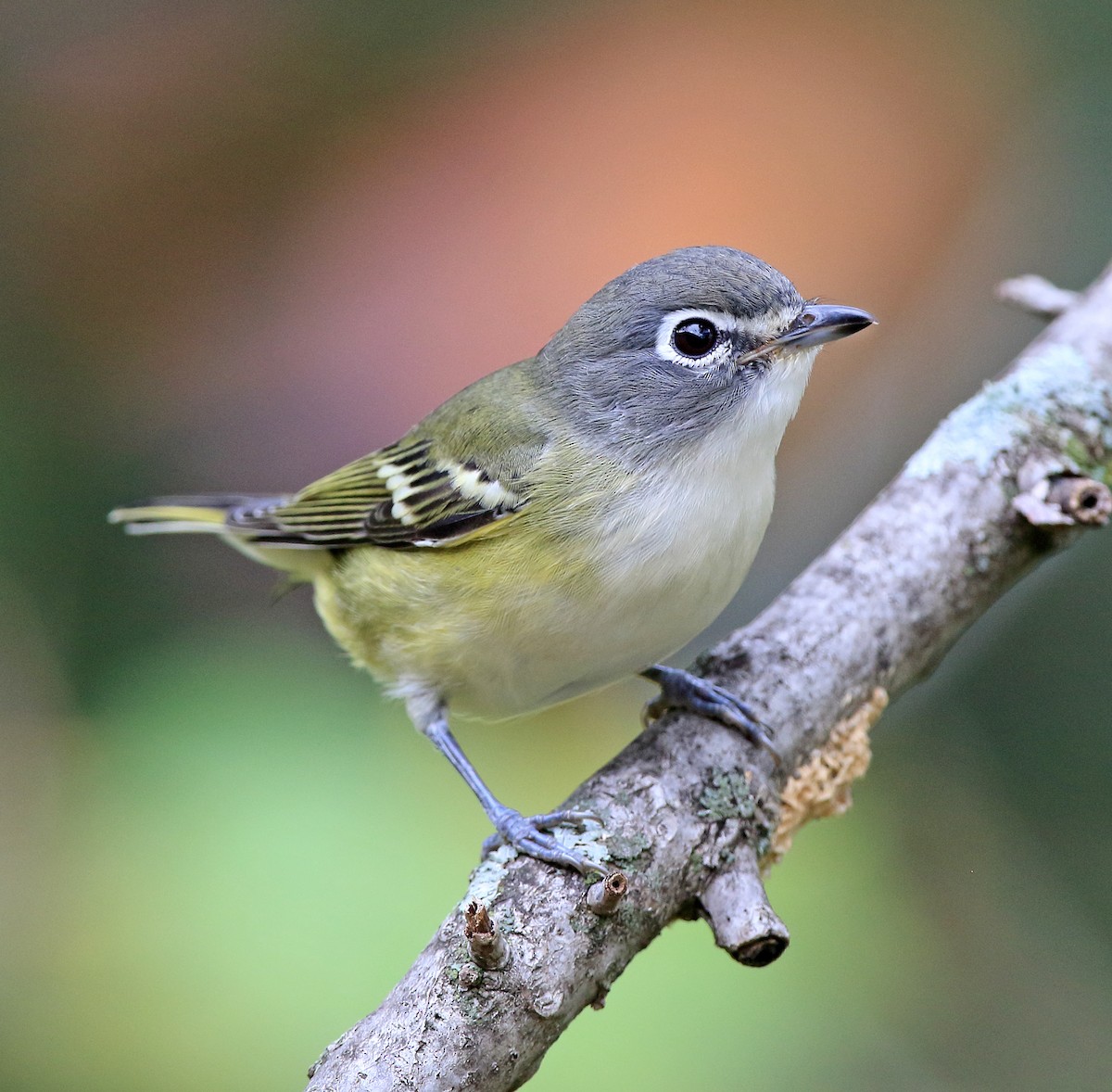 Blue-headed Vireo - ML375470551