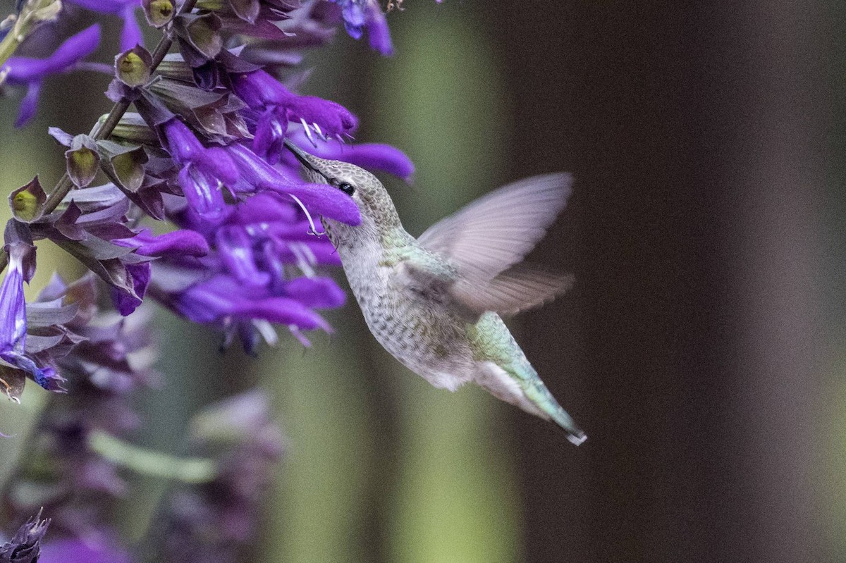 Anna's Hummingbird - ML375471391