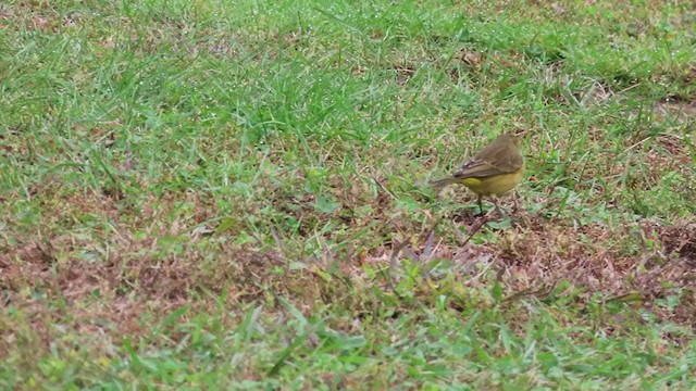 Palm Warbler (Yellow) - ML375471501