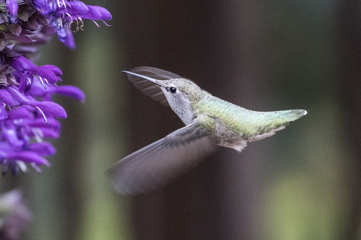 Anna's Hummingbird - ML375471611