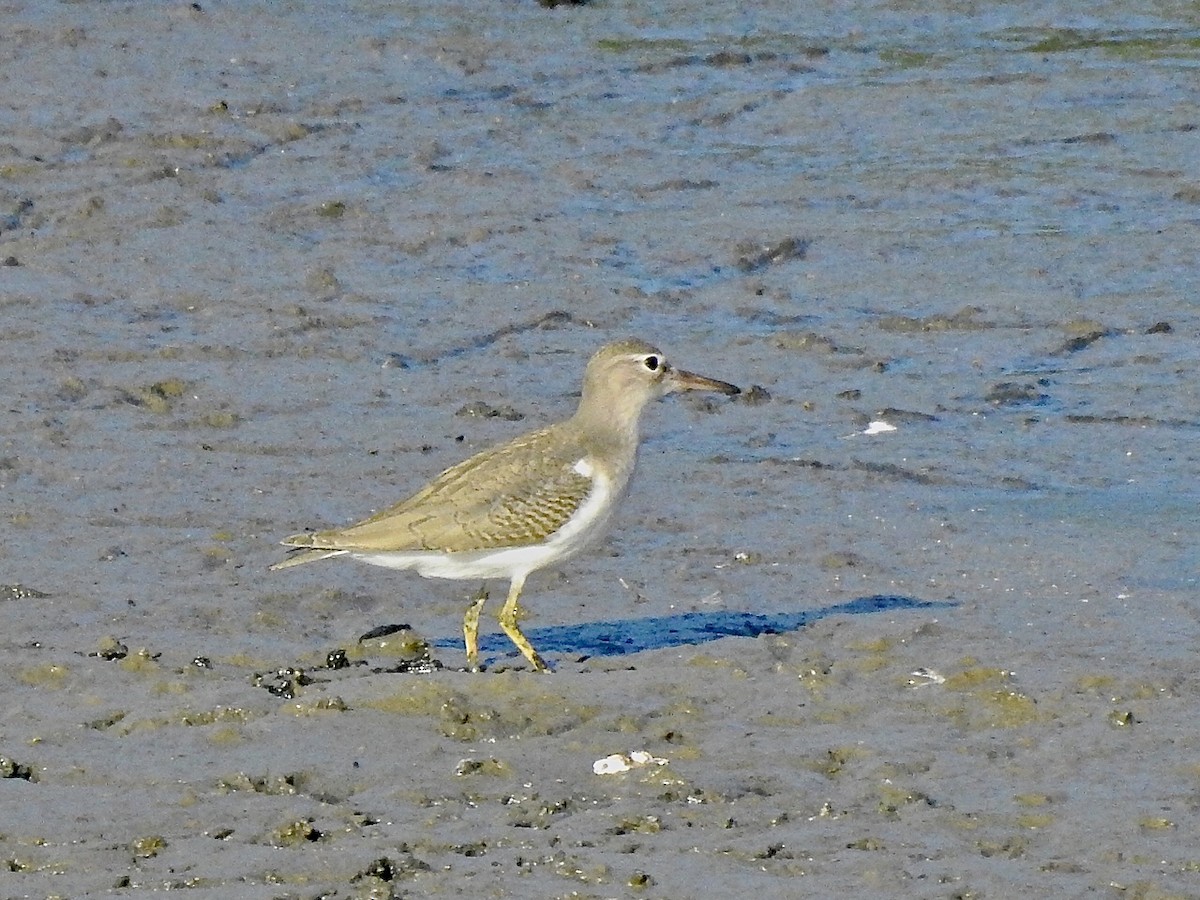 Spotted Sandpiper - Michael Young