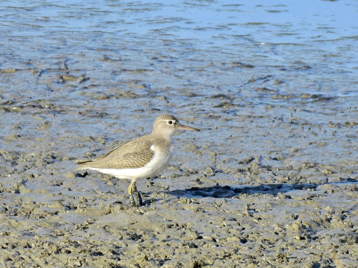 Spotted Sandpiper - Michael Young