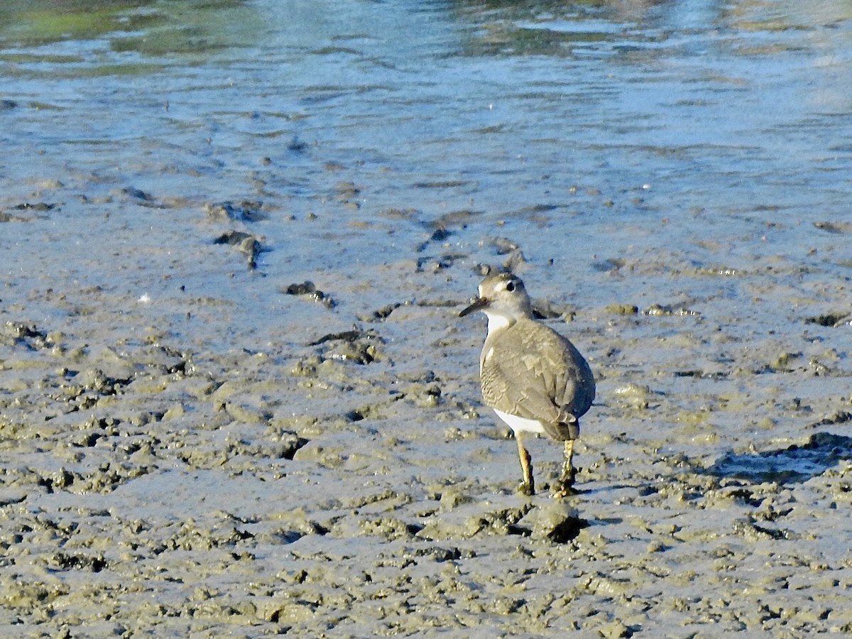 Spotted Sandpiper - Michael Young