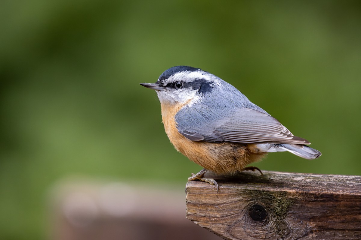 Red-breasted Nuthatch - Frédérick Lelièvre