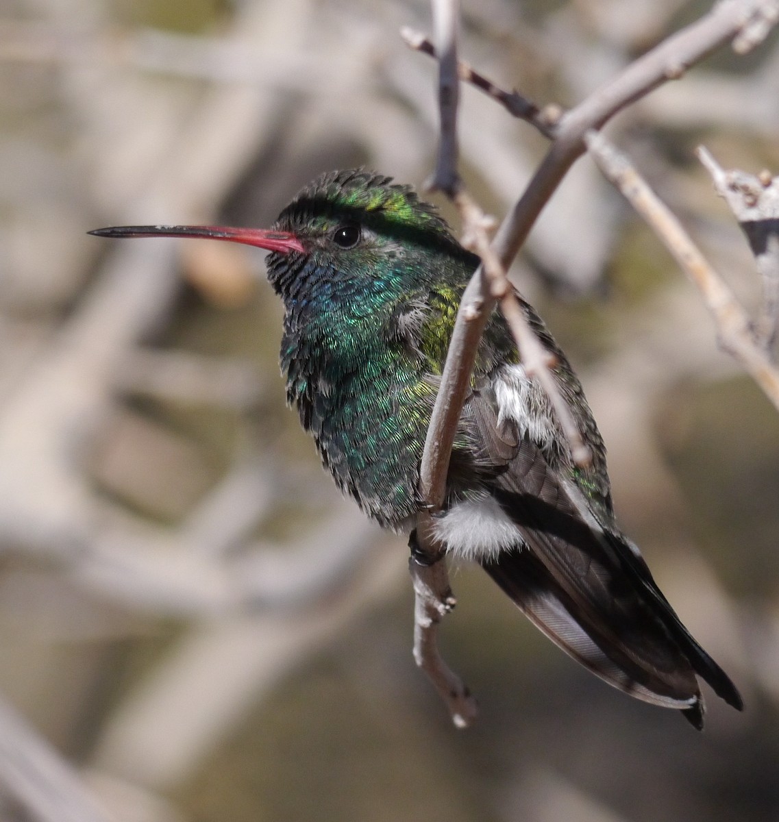 Broad-billed Hummingbird - ML375476381