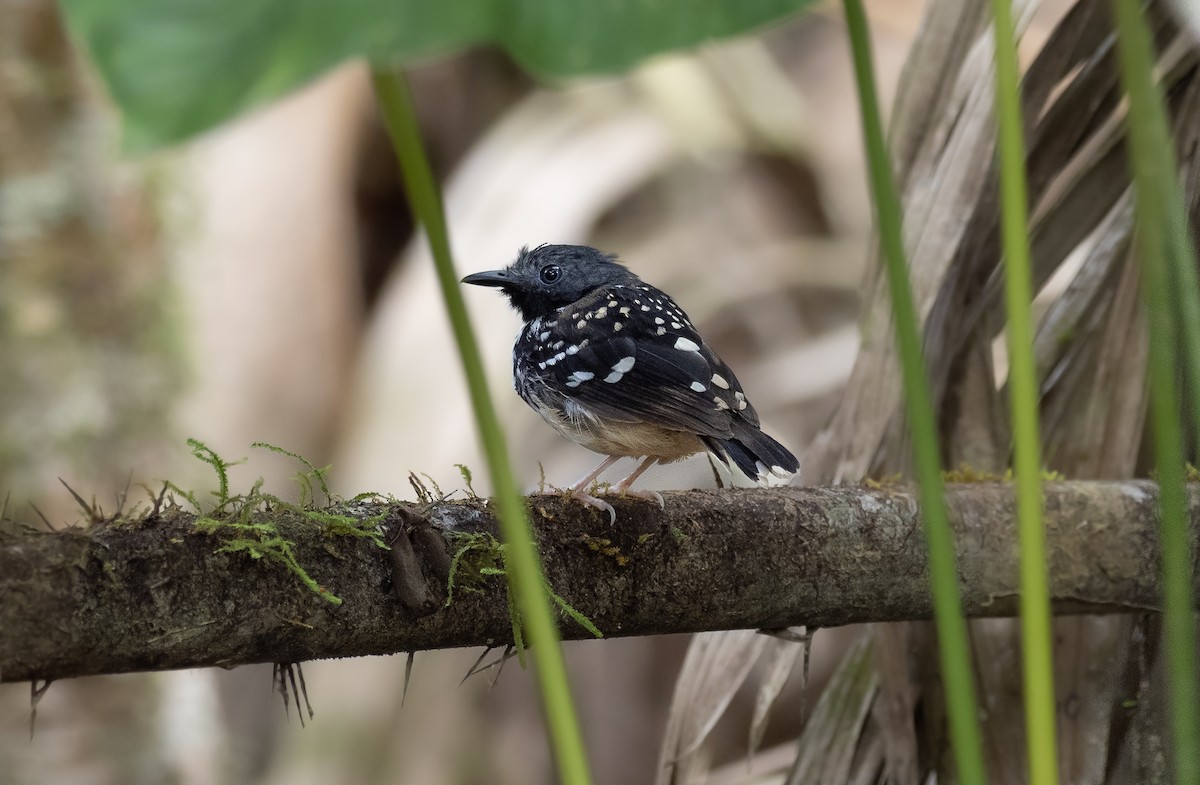 Spot-backed Antbird - Alex Luna