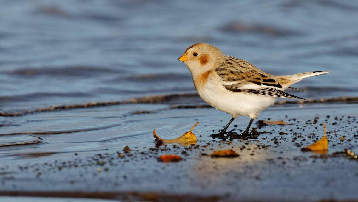 Snow Bunting - ML375477681