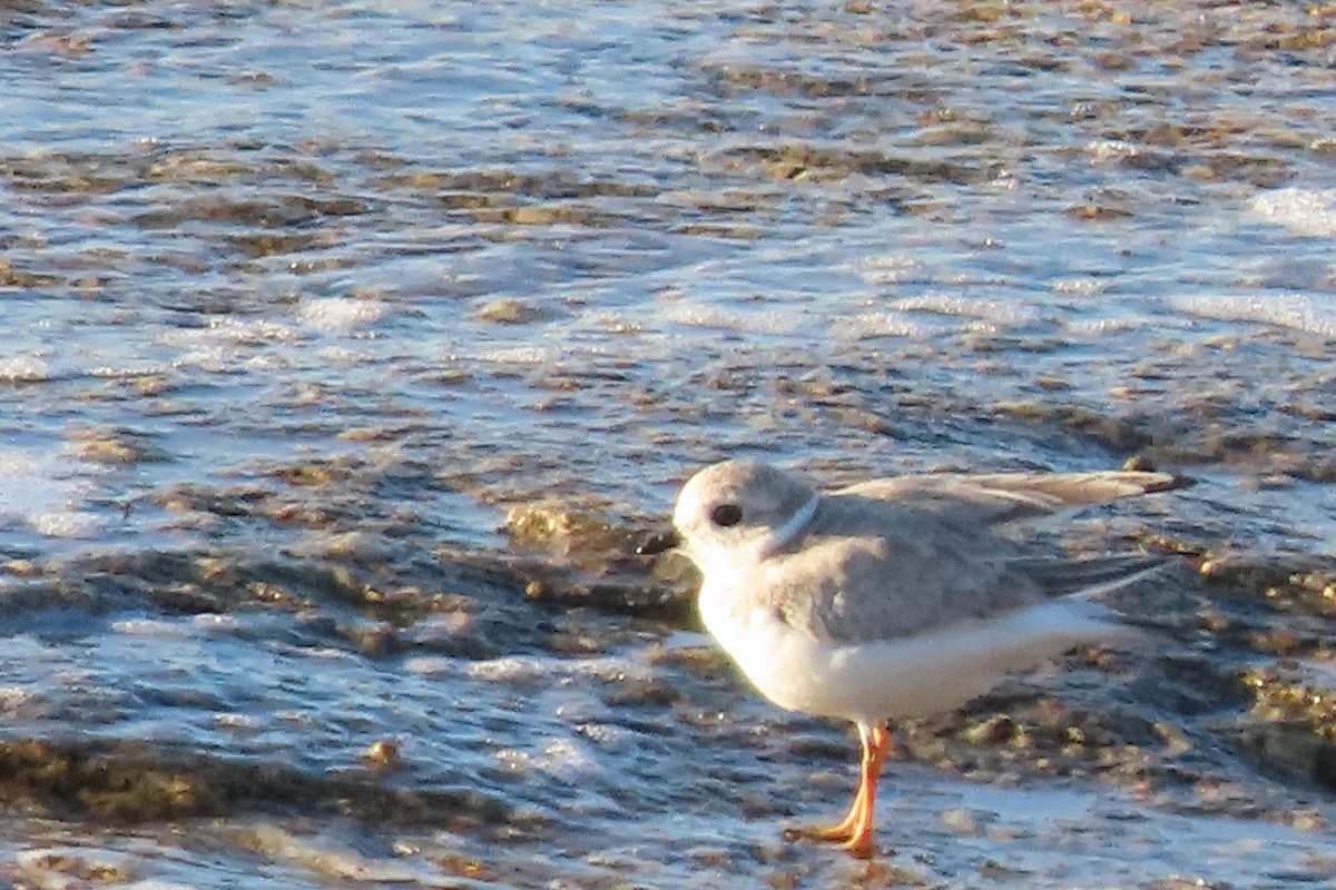 Piping Plover - ML375478691