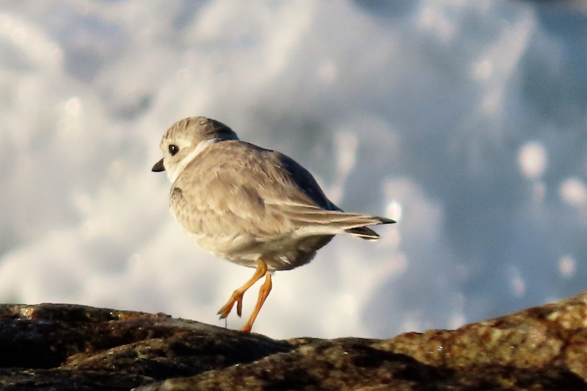 Piping Plover - ML375478891