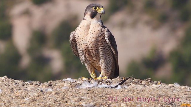 Peregrine Falcon - ML375479741