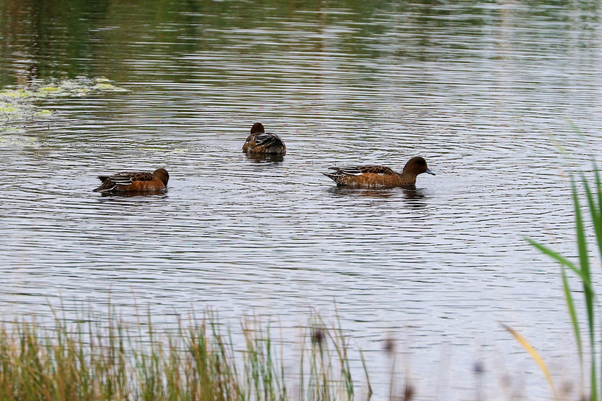 Eurasian Wigeon - ML375479931