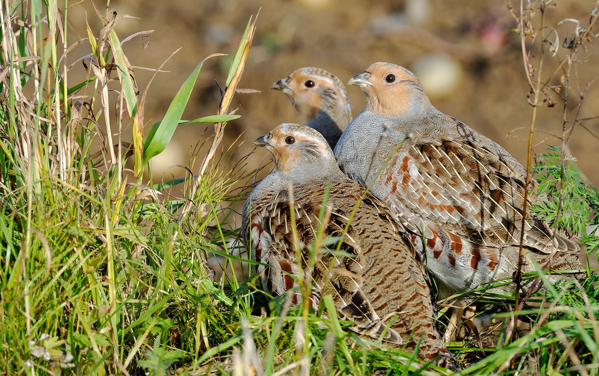 Gray Partridge - ML375481481