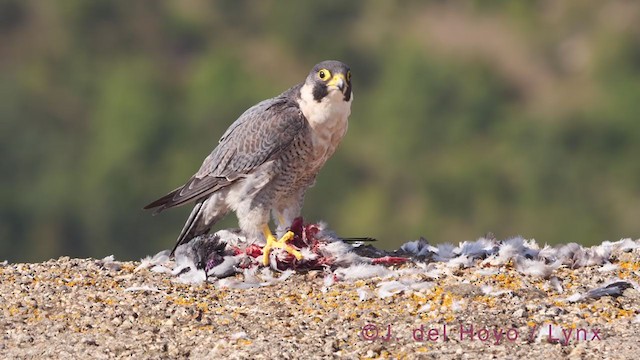 Peregrine Falcon - ML375483891