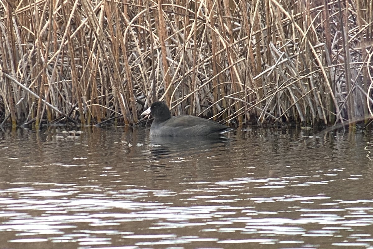 American Coot - ML375487211