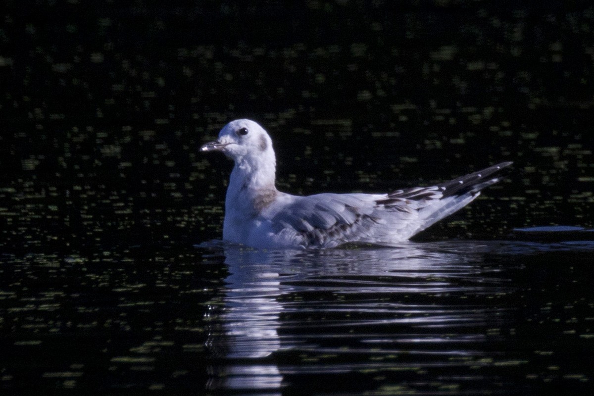 Bonaparte's Gull - ML375487361