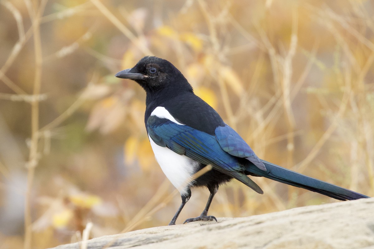 Black-billed Magpie - ML375489631