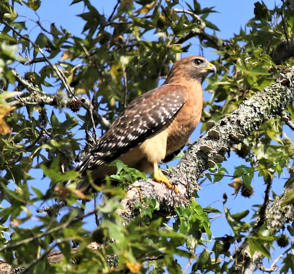 Red-shouldered Hawk - ML375489771